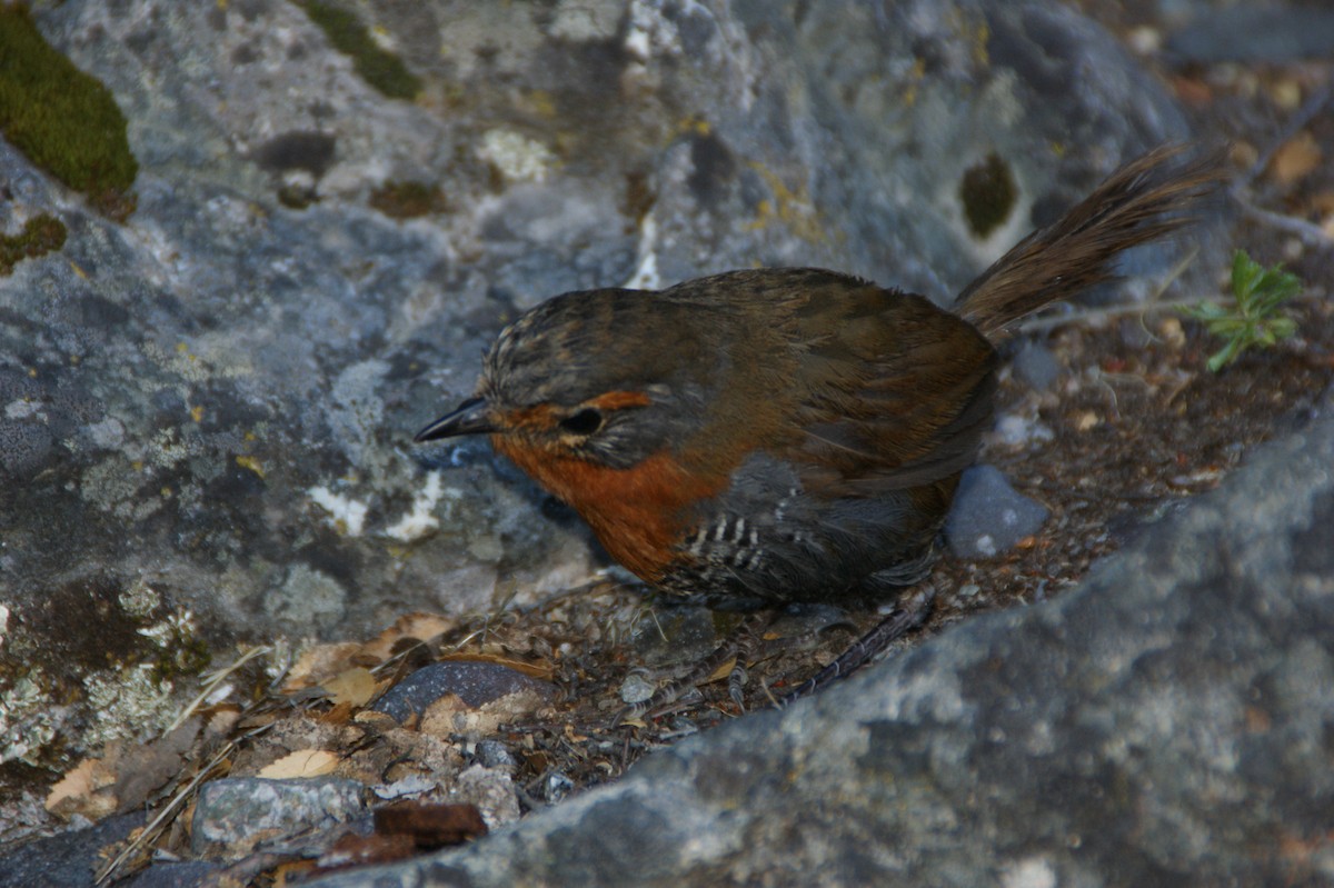 Chucao Tapaculo - ML636692448