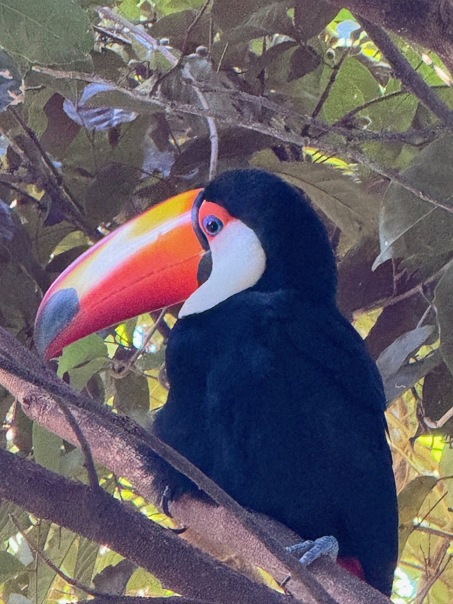 Toco Toucan - ML636692513