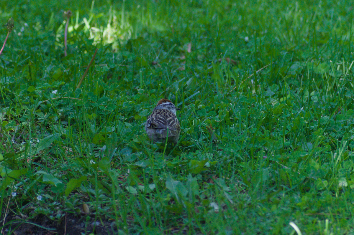 Chipping Sparrow - ML636692556