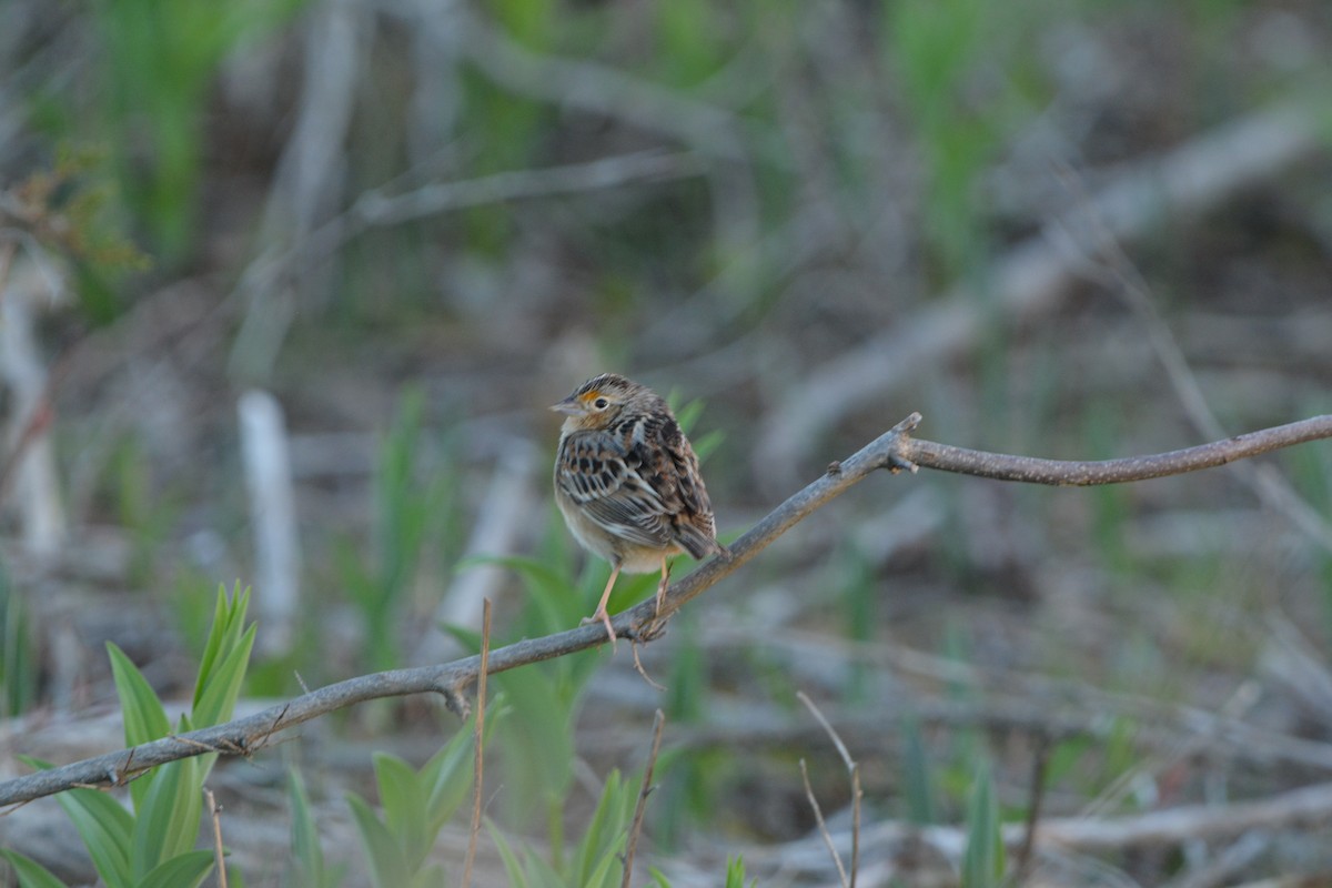 Grasshopper Sparrow - ML636692560