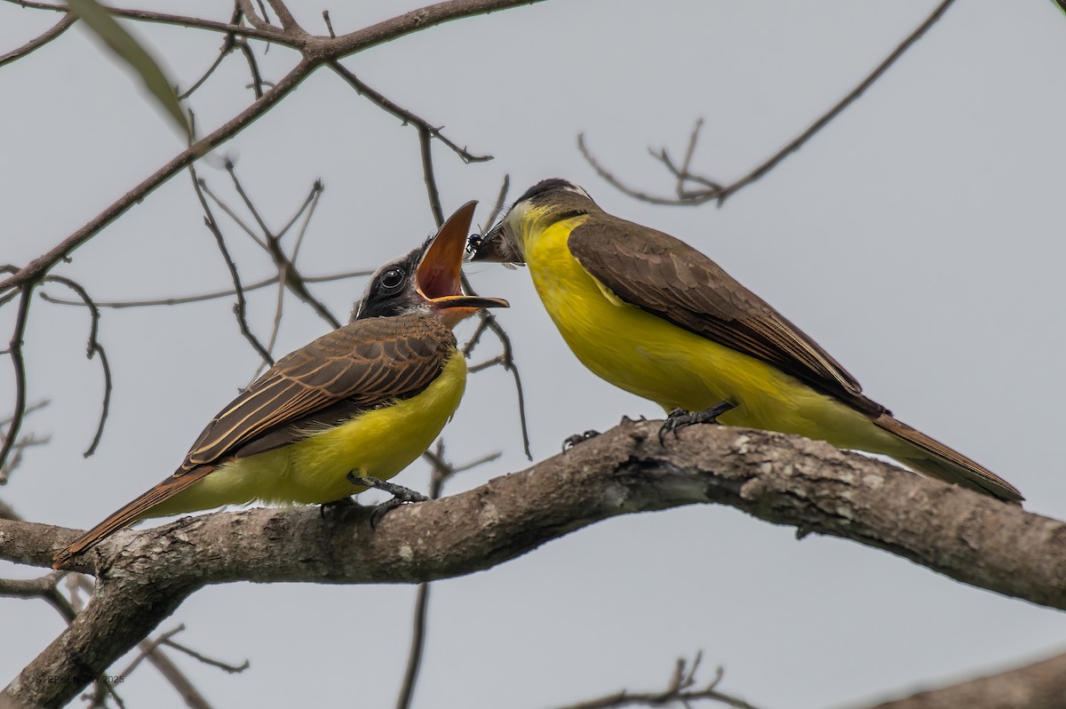Boat-billed Flycatcher - ML636692582