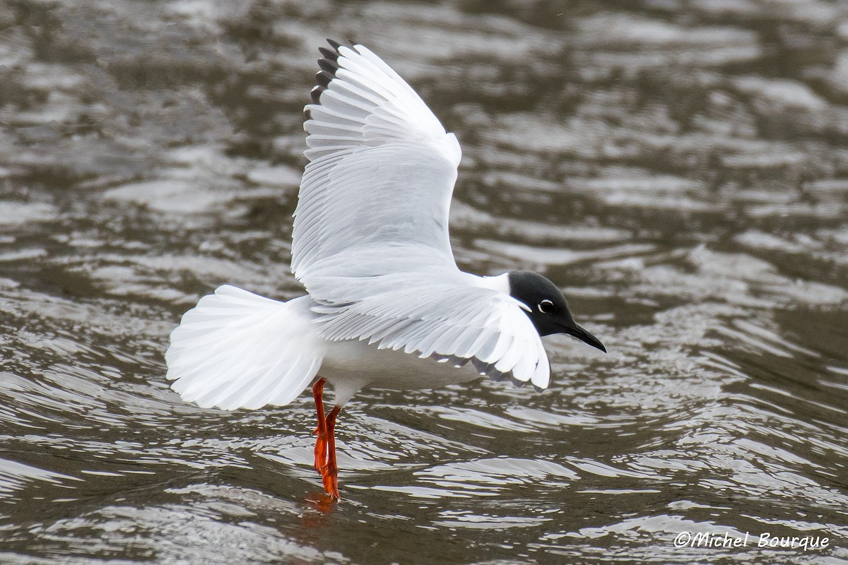 Bonaparte's Gull - ML636692644