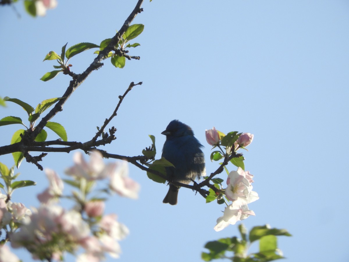 Indigo Bunting - ML636692662