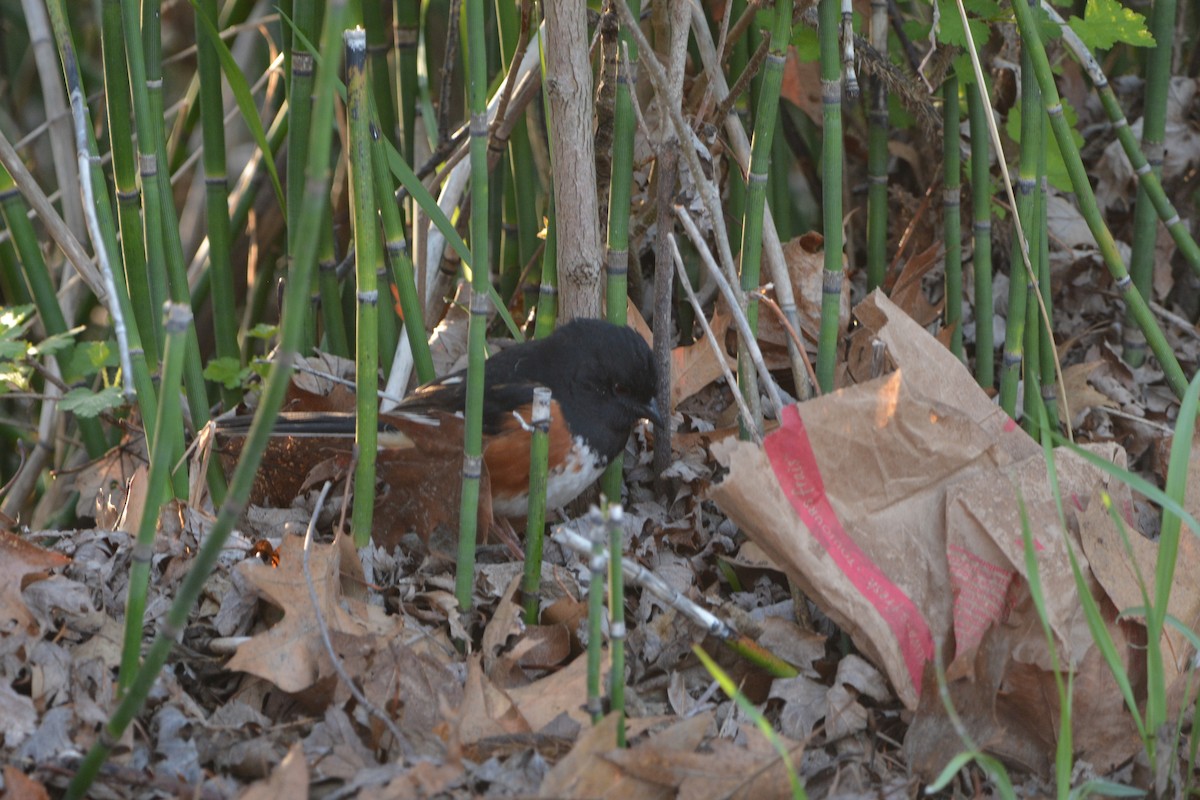 Eastern Towhee - ML636692683