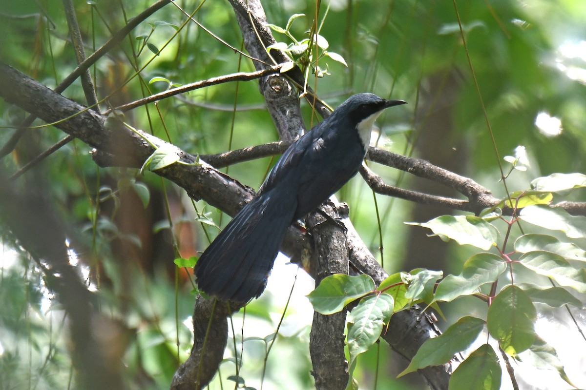 Blue-and-white Mockingbird - ML636692738