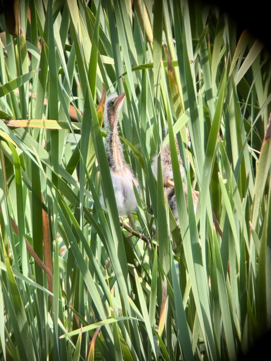 Least Bittern - ML636692743