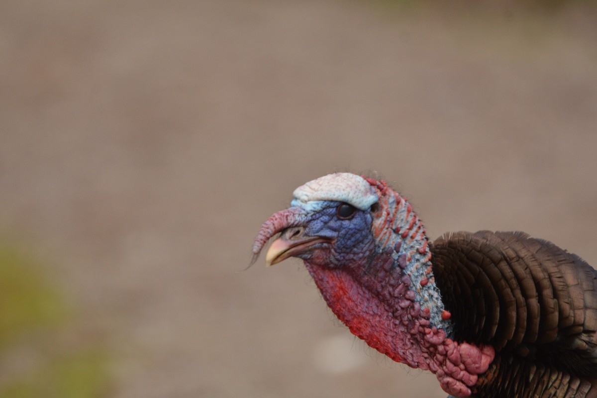 Wild Turkey - ML636692772