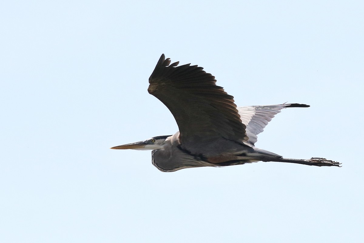 Great Blue Heron - ML636692857