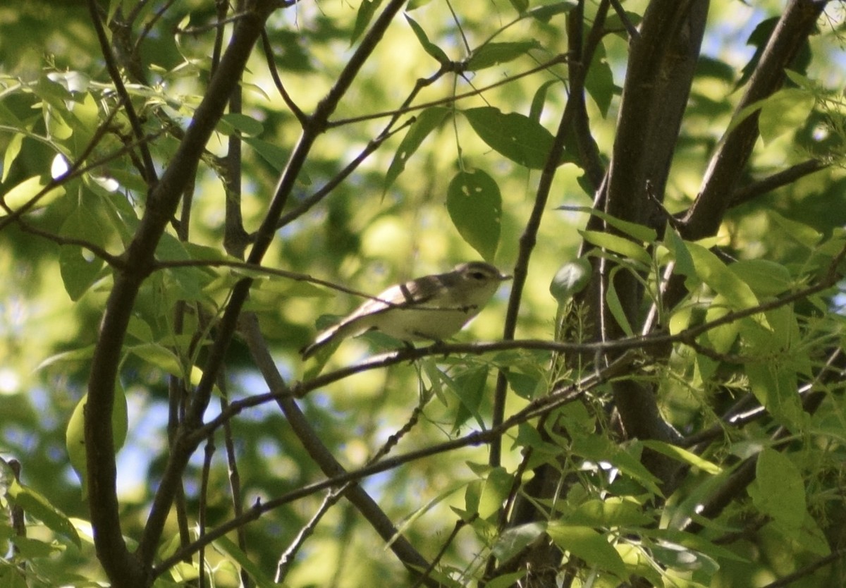 Warbling Vireo - ML636692917
