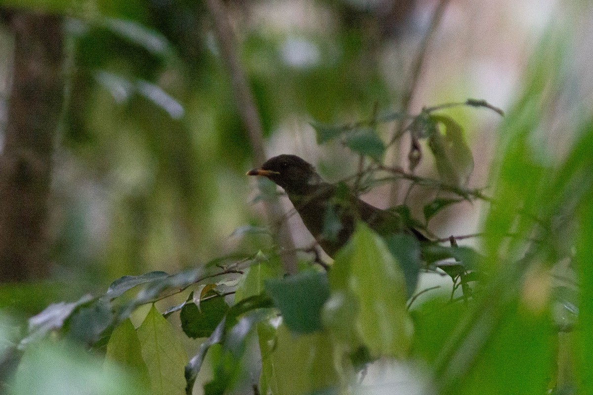 Yellow-whiskered Greenbul - ML636692936