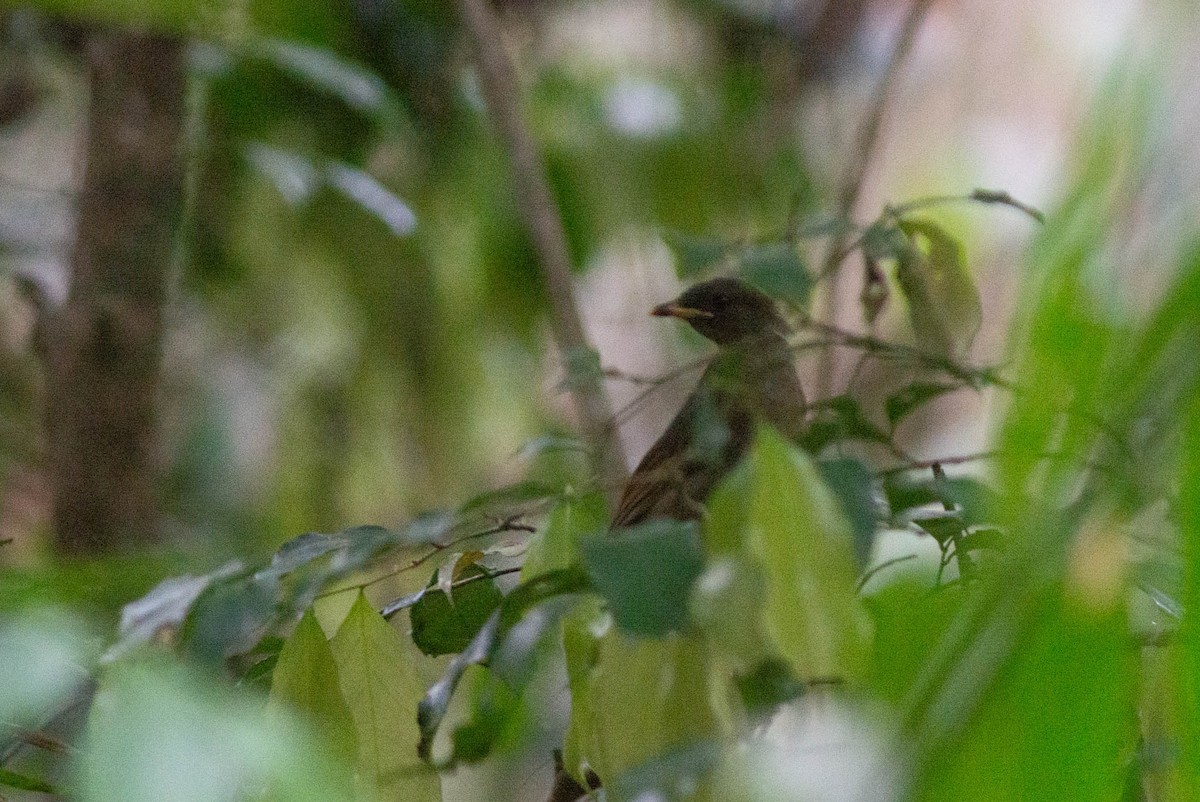 Yellow-whiskered Greenbul - ML636692937