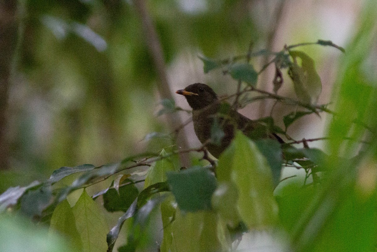 Yellow-whiskered Greenbul - ML636692938