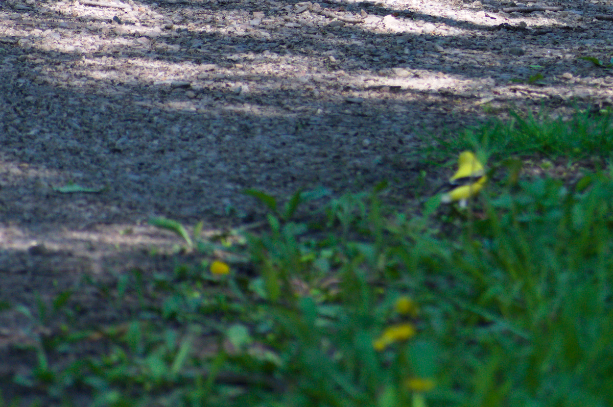 American Goldfinch - ML636692946