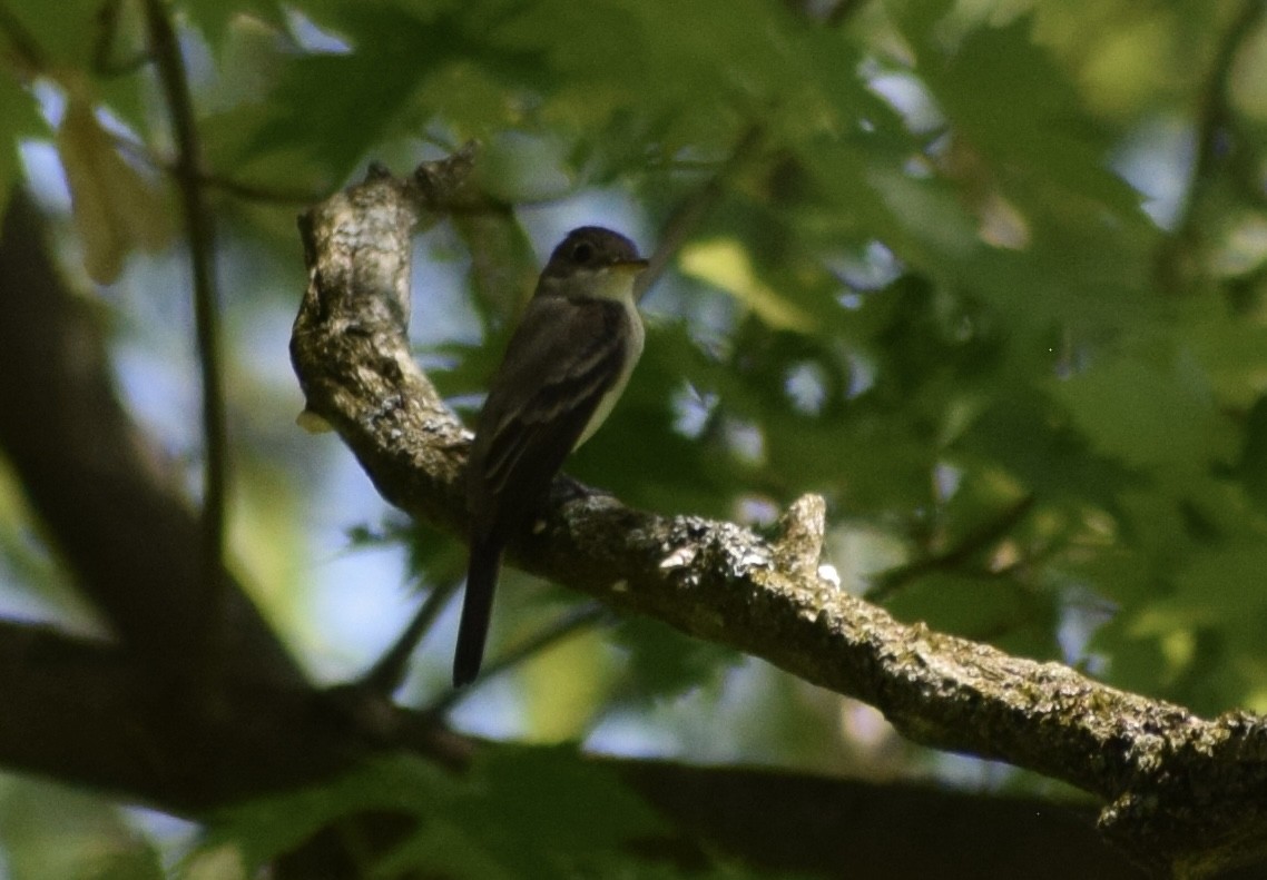 Eastern Wood-Pewee - ML636692995