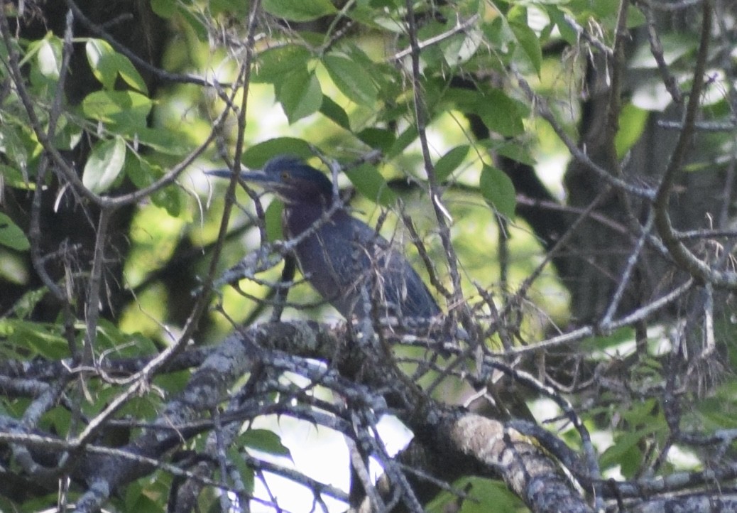 Green Heron - ML636693027