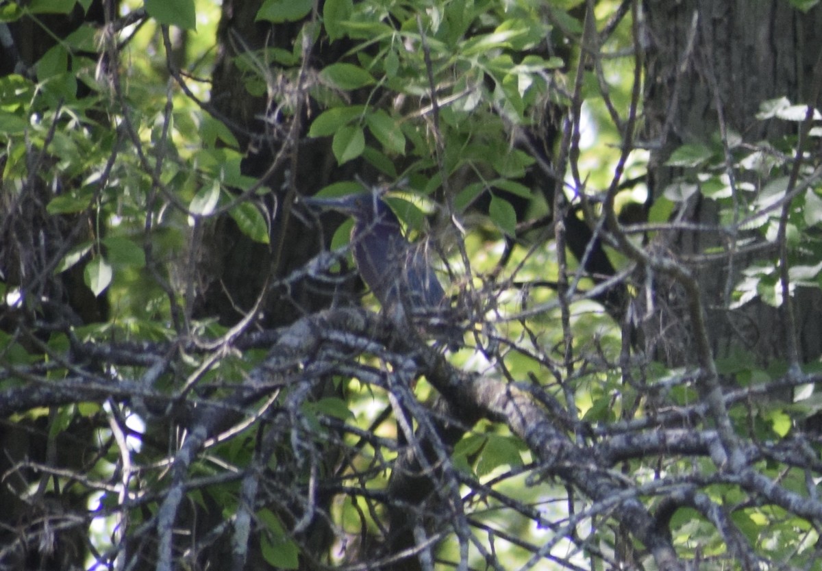Green Heron - ML636693028
