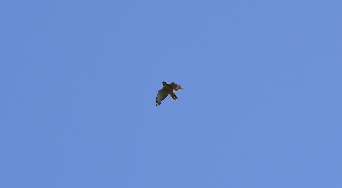 Broad-winged Hawk - ML636693050