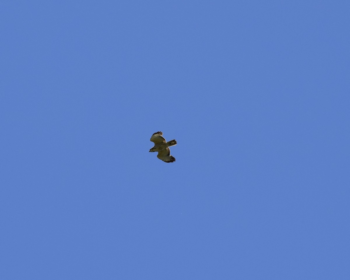 Broad-winged Hawk - ML636693051