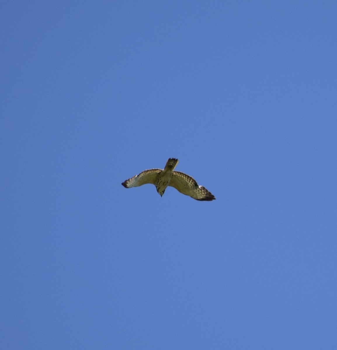 Broad-winged Hawk - ML636693052