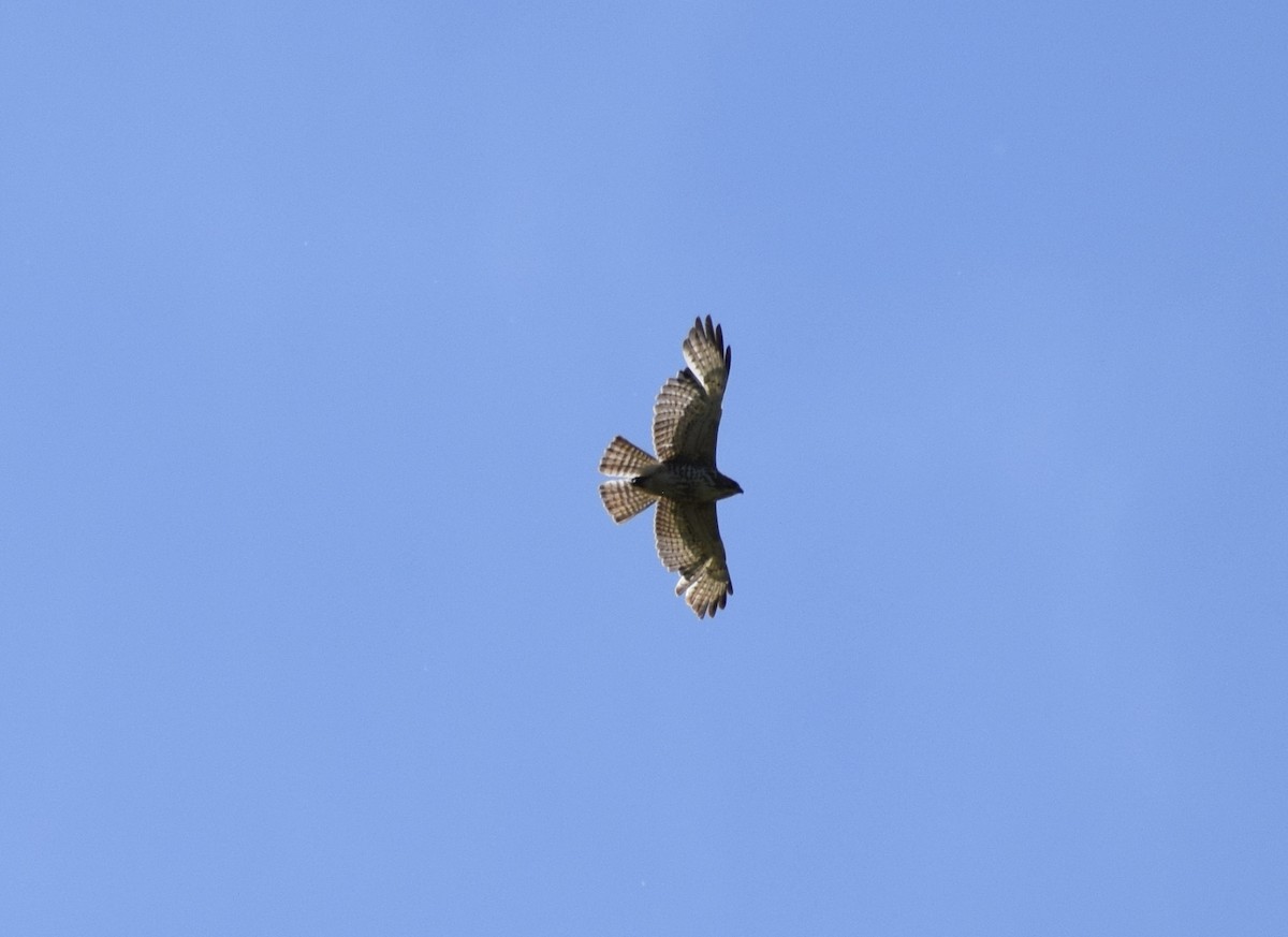 Broad-winged Hawk - ML636693053