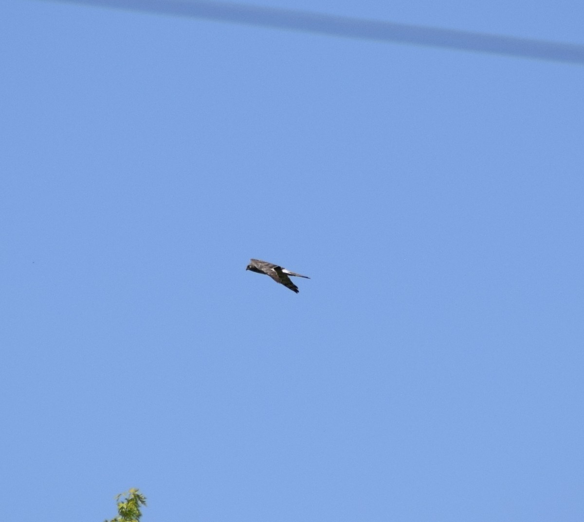 Northern Harrier - ML636693084