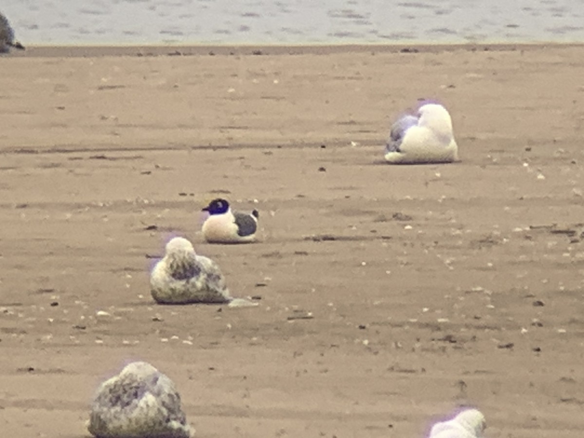 Franklin's Gull - ML636693110