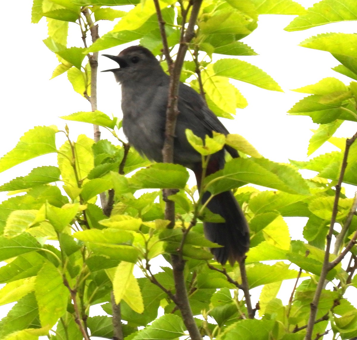 Gray Catbird - ML636693125