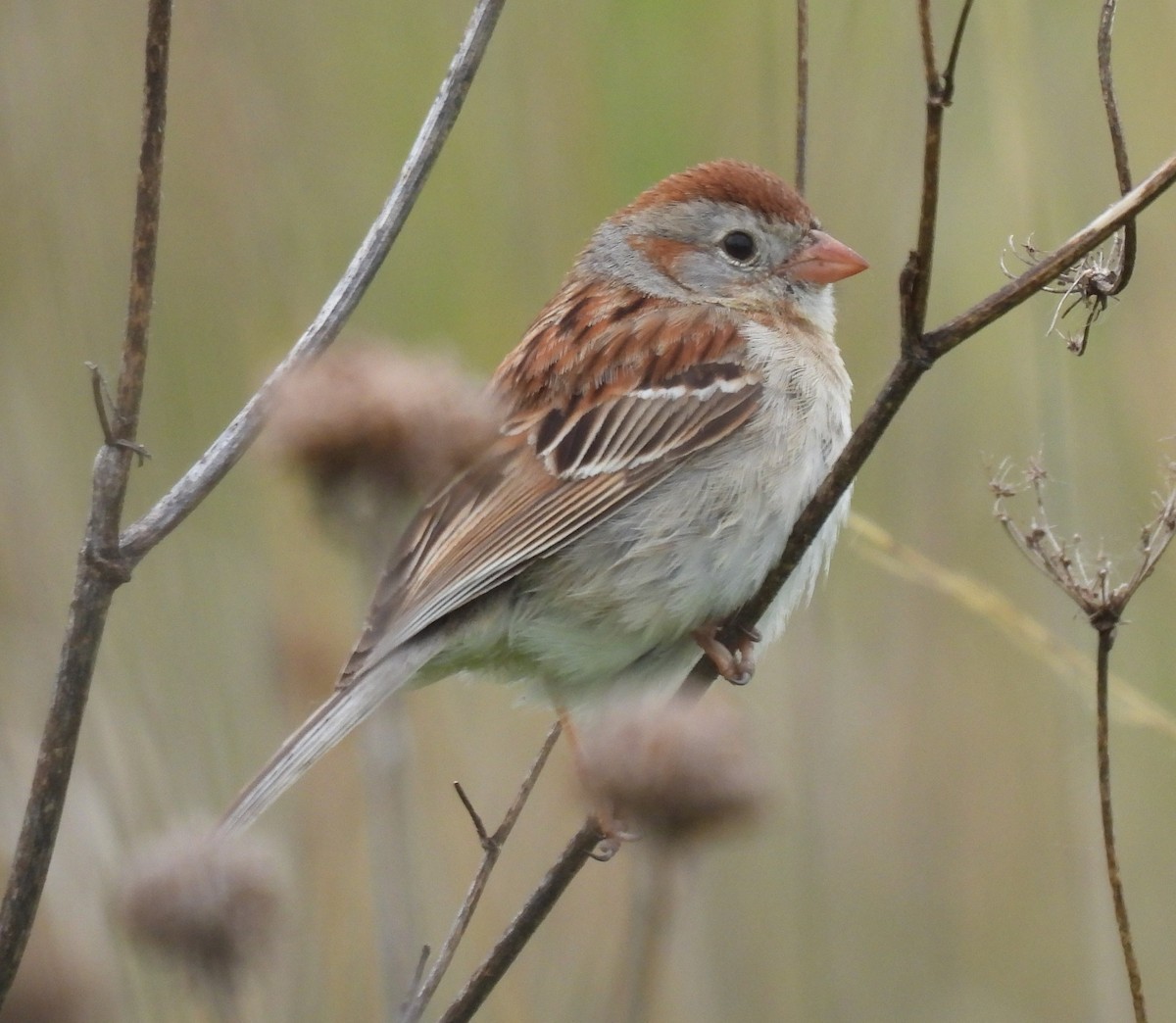 Field Sparrow - ML636693157