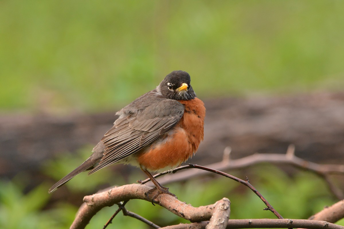 American Robin - ML636693207