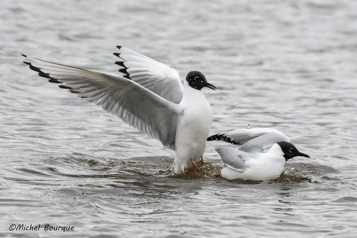 Bonaparte's Gull - ML636693251