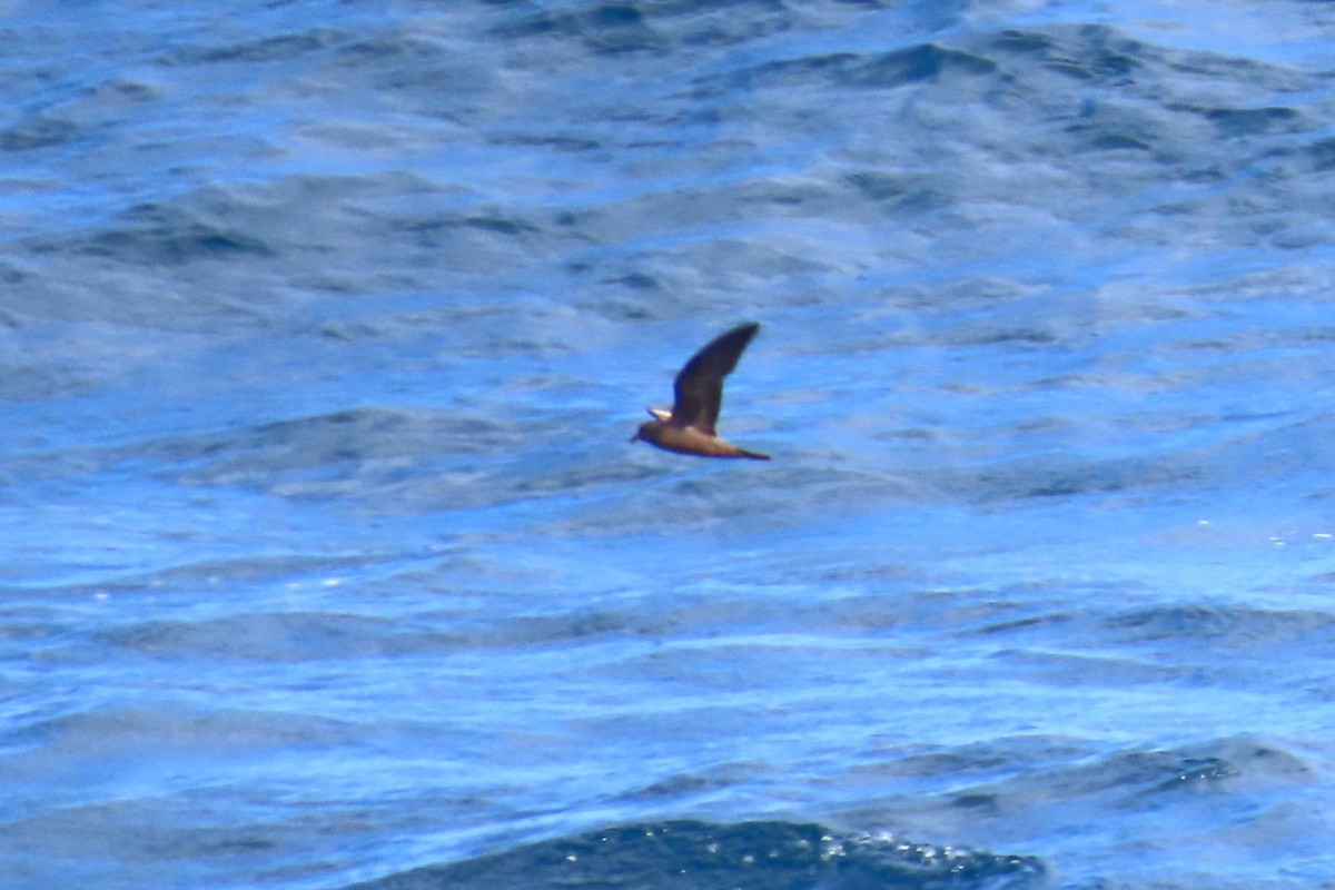 Markham's Storm-Petrel - ML636693258