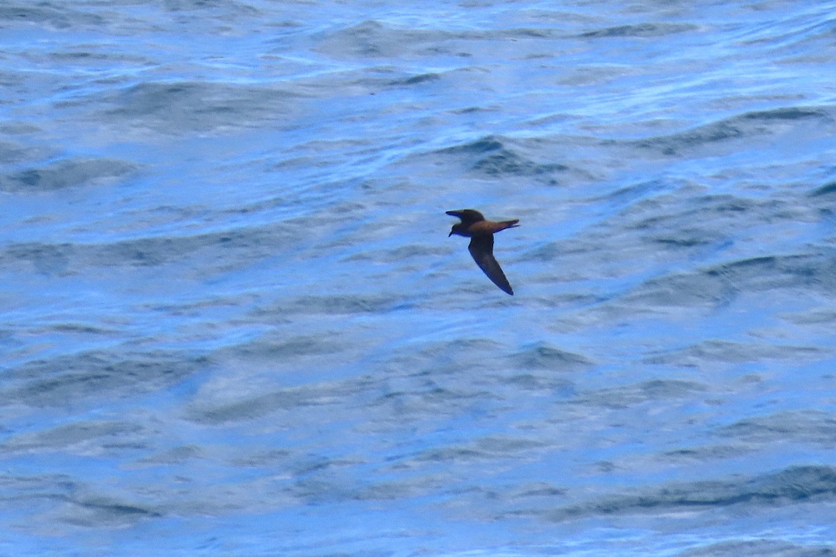 Markham's Storm-Petrel - ML636693259
