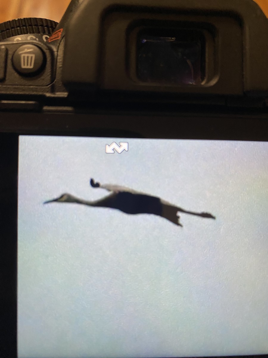 Орог тогоруу - ML636693267