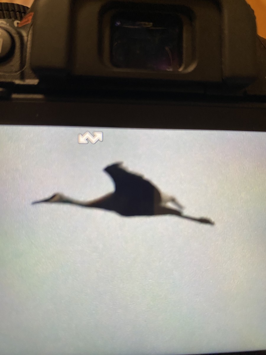 Орог тогоруу - ML636693268