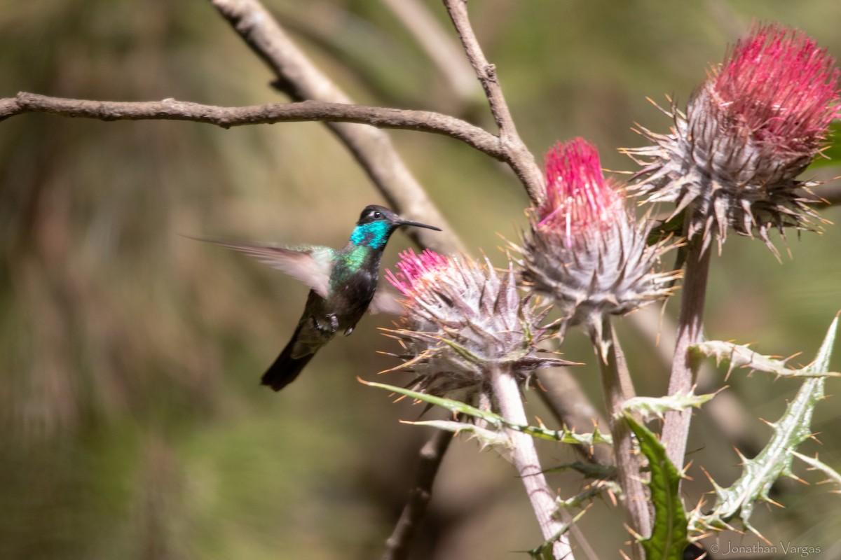 Rivoli's Hummingbird - ML636693336