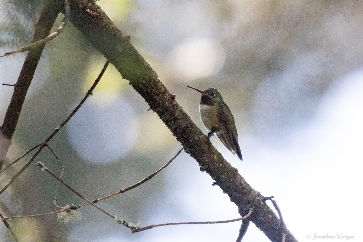Broad-tailed Hummingbird - ML636693344