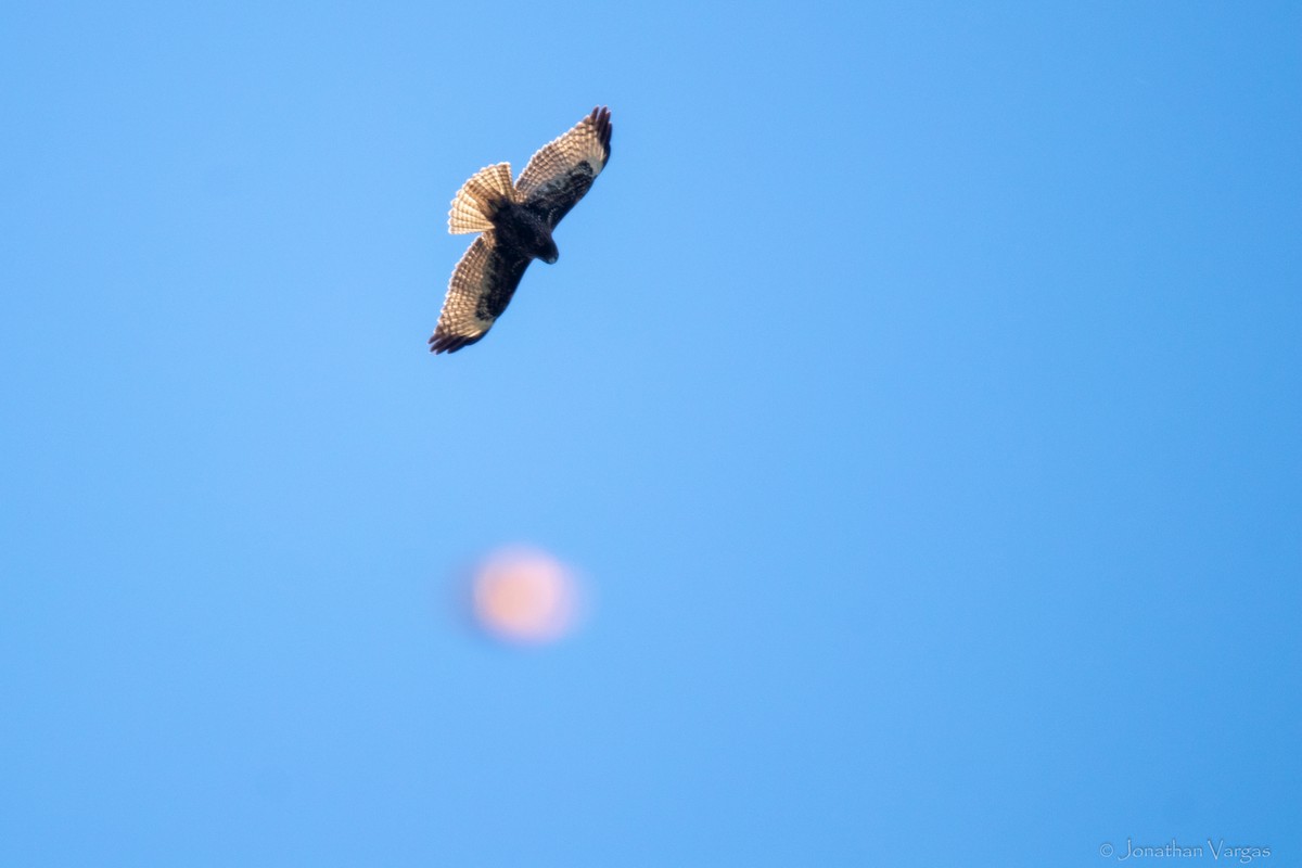 Red-tailed Hawk - ML636693360