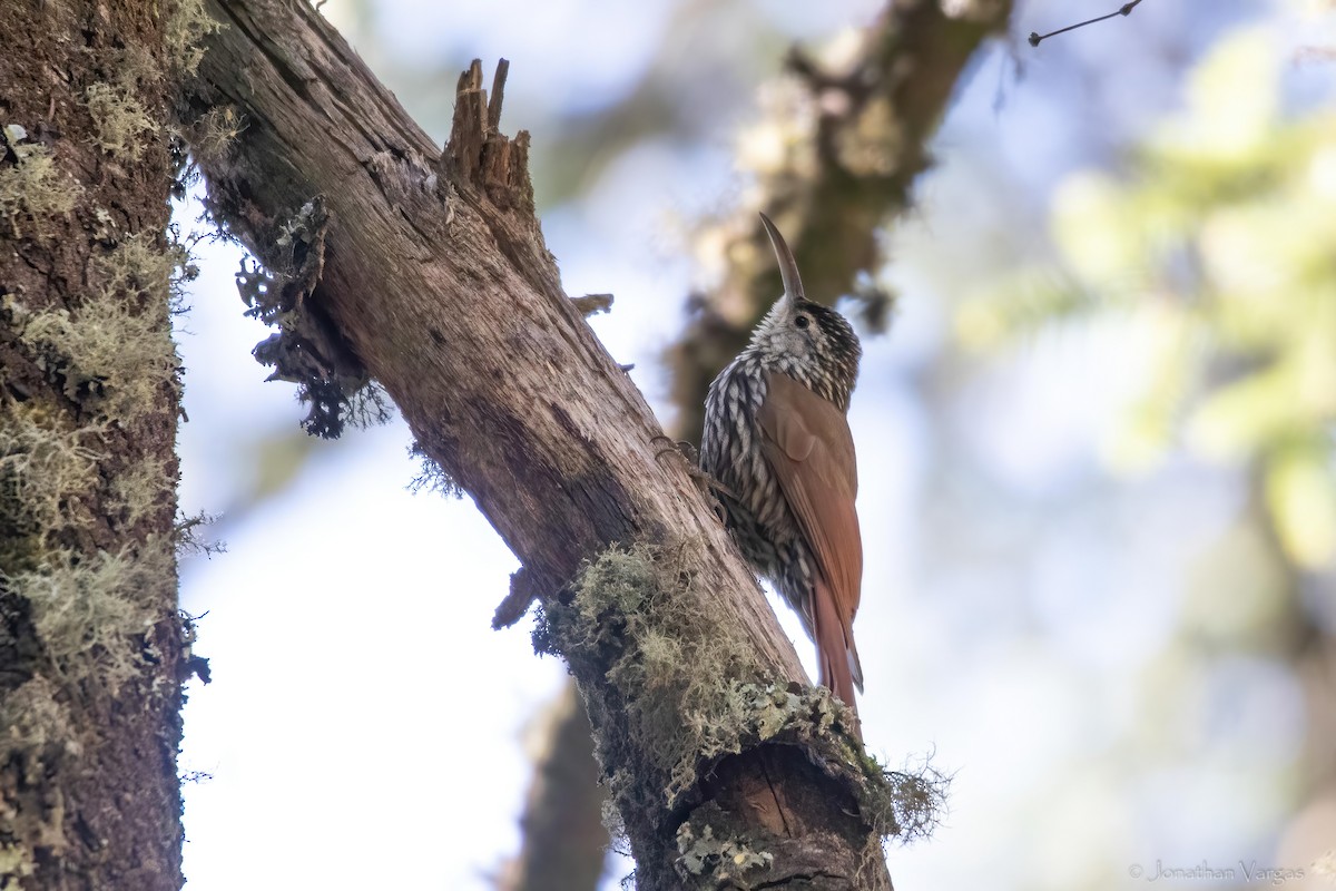 White-striped Woodcreeper - ML636693378