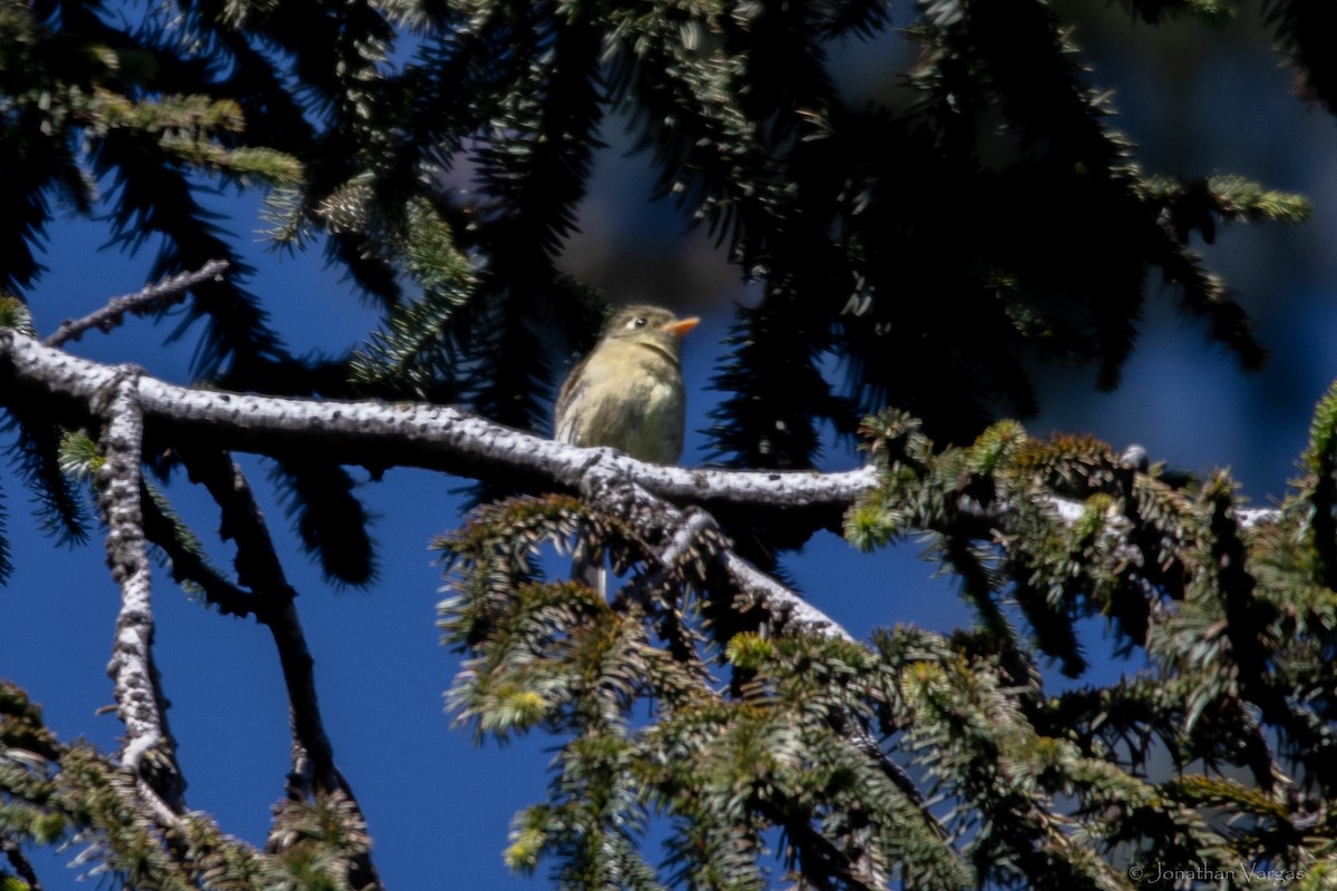 Pine Flycatcher - ML636693404