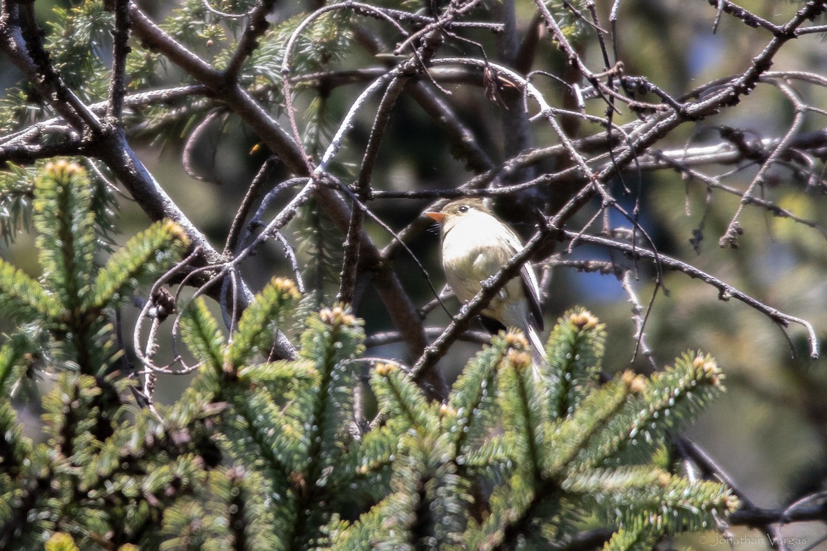 Pine Flycatcher - ML636693405
