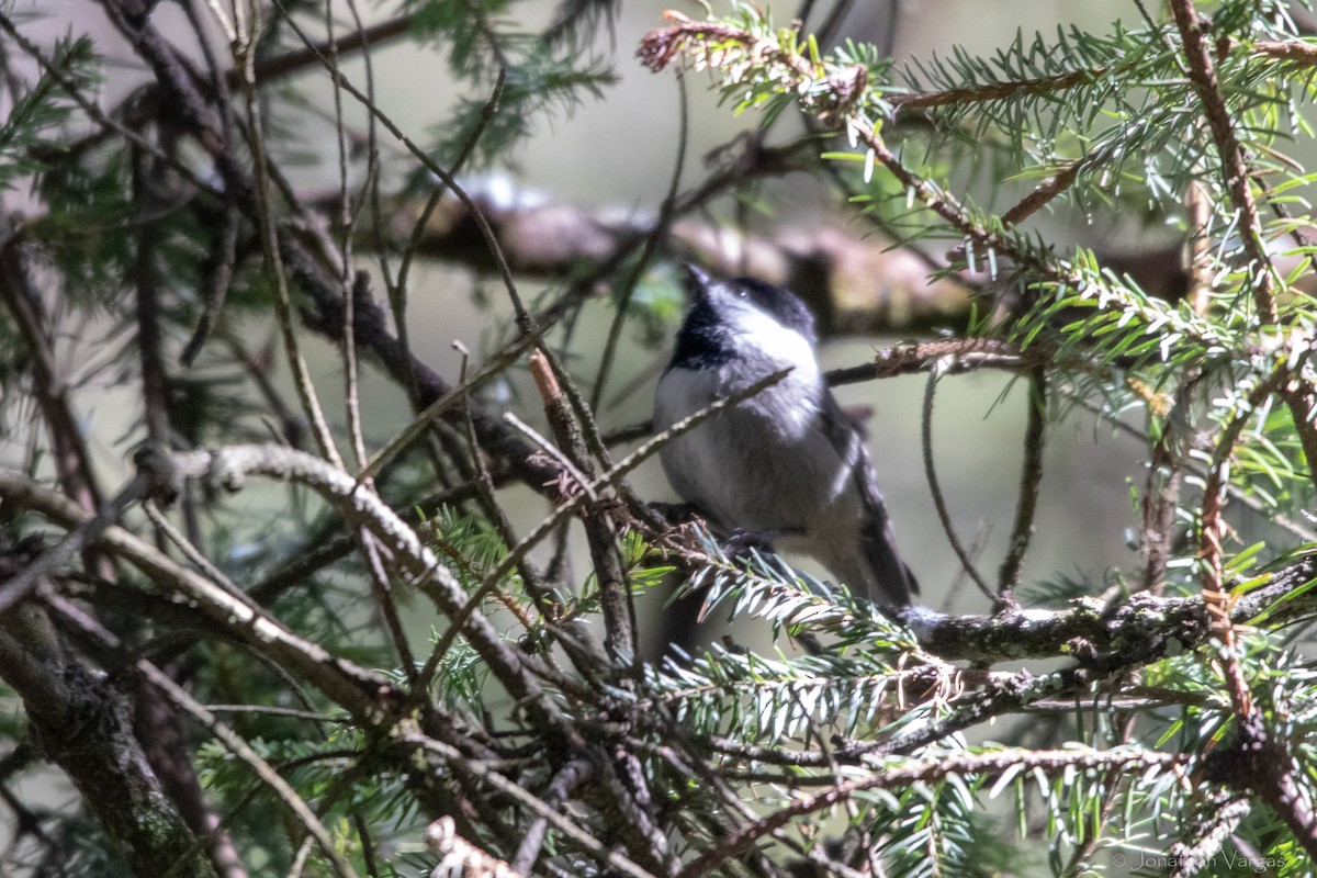 Mexican Chickadee - ML636693421