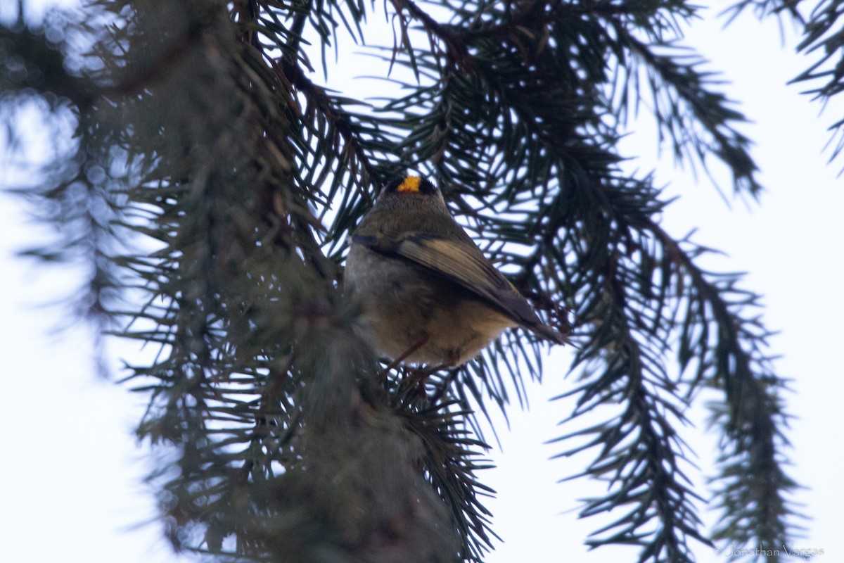 Golden-crowned Kinglet - ML636693432