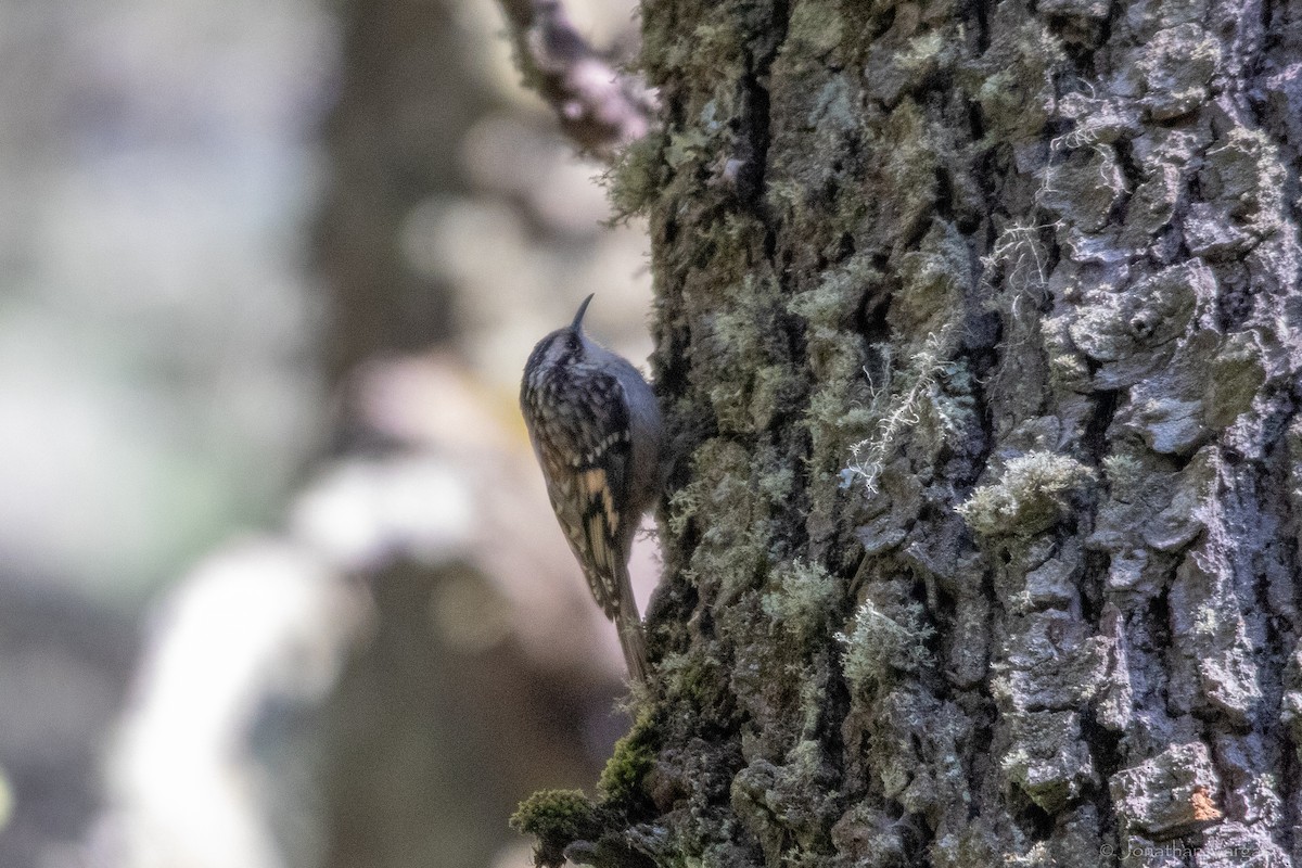 Brown Creeper - ML636693447