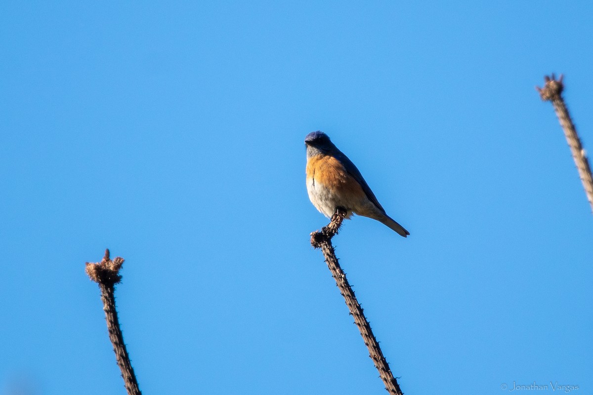 Western Bluebird - ML636693465