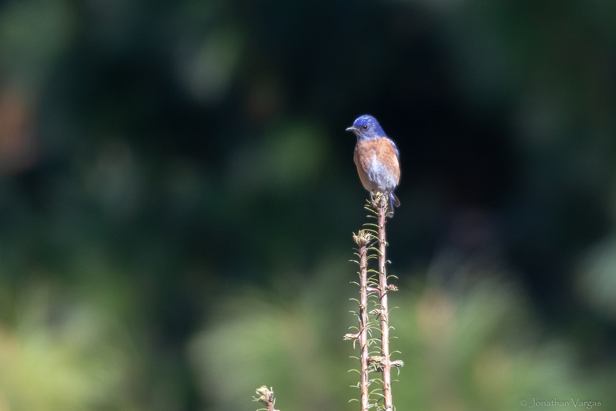 Western Bluebird - ML636693469