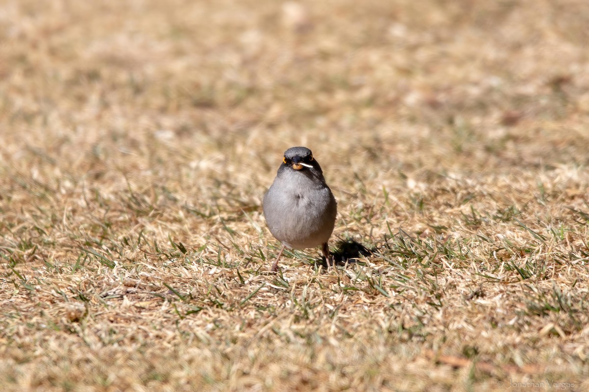 Yellow-eyed Junco - ML636693486