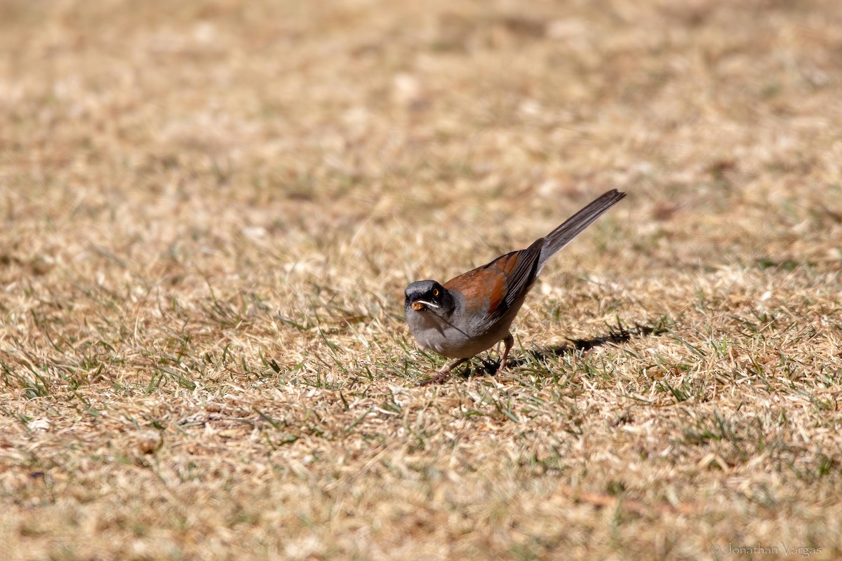 Yellow-eyed Junco - ML636693487