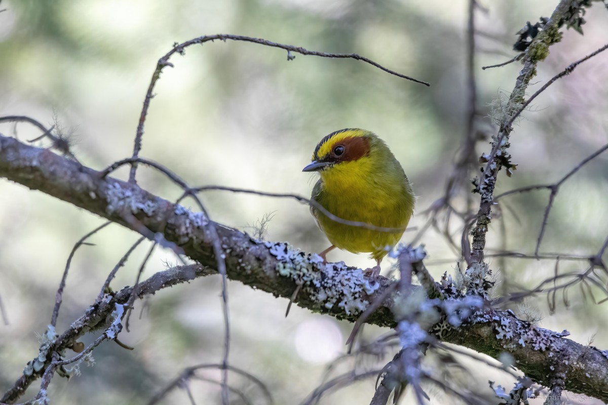 Golden-browed Warbler - ML636693509