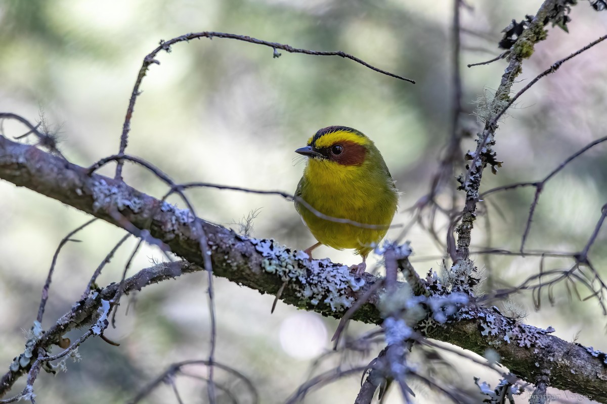 Golden-browed Warbler - ML636693510