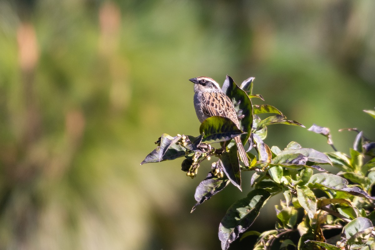Striped Sparrow - ML636693534